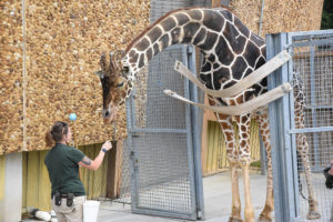 zoo keeper training giraffe.