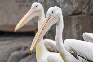 two great white pelicans.