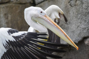 great white pelican with wings spread.