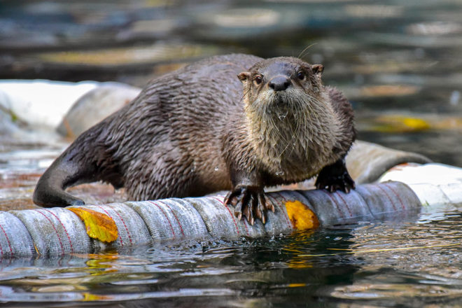 river otter on raft.