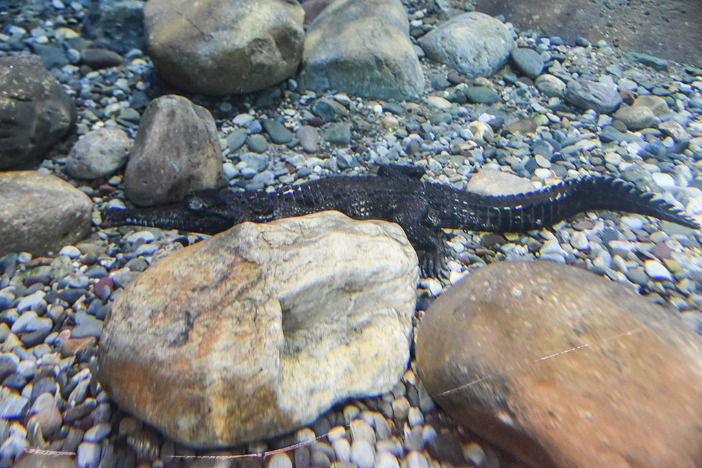 Maryland Zoo Welcomes New Slender-Snouted Crocodile | The Maryland Zoo