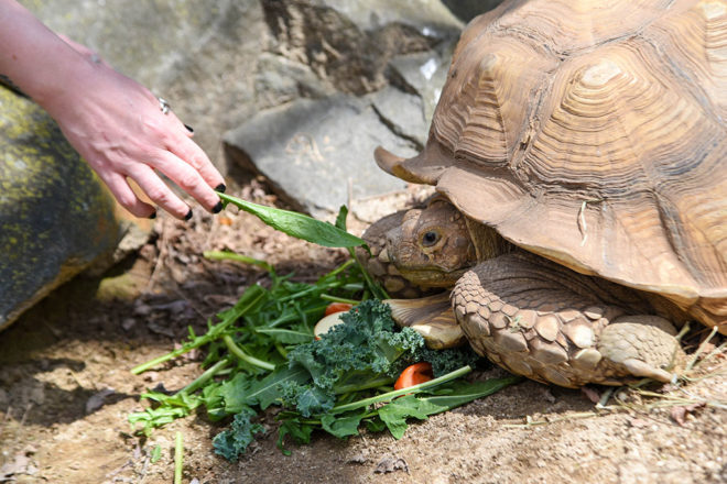 guest feeding a tortoise a piece of lettuce.