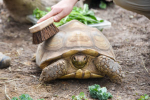 guest brushing a tortoise shell.