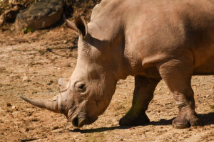 Southern white rhino.