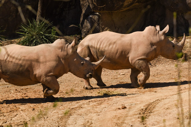 Two Southern white rhinos.