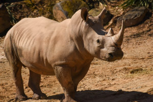 Southern white rhino.