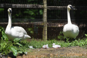 Trumpeter Swans with Cygnets.