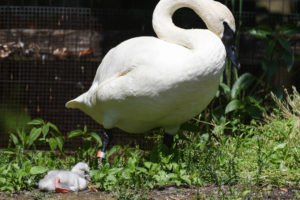 Trumpeter Swan with Cygnet.