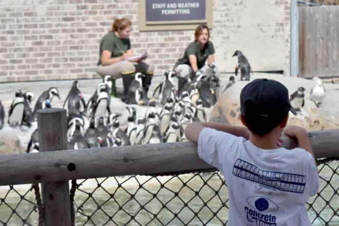 child watching penguin keepers feed many African penguins.