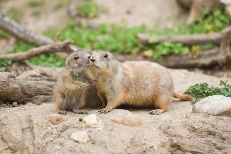 Prairie Dog with Pup.