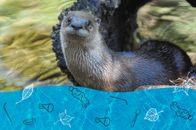 river otter