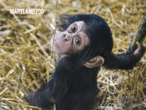 baby chimp on the front cover of the annual report.