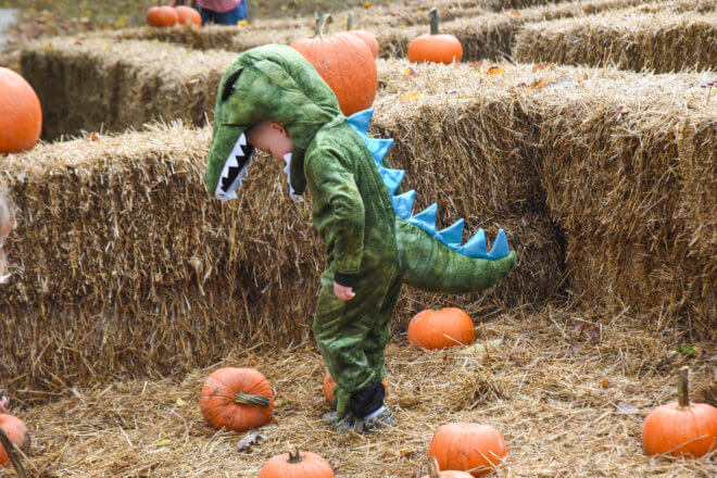 child in dinosaur costume looking at pumpkin