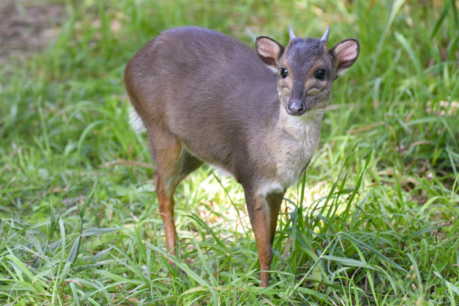 male duiker standing in grass.