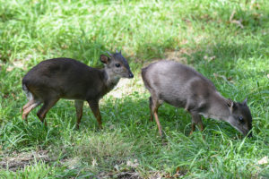 two duikers standing in grass.