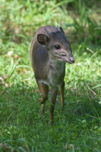 male duiker standing in grass.