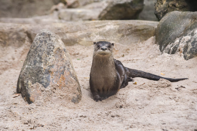 otter sitting in sand.