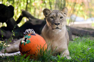 lion with pumpkin enrichment.