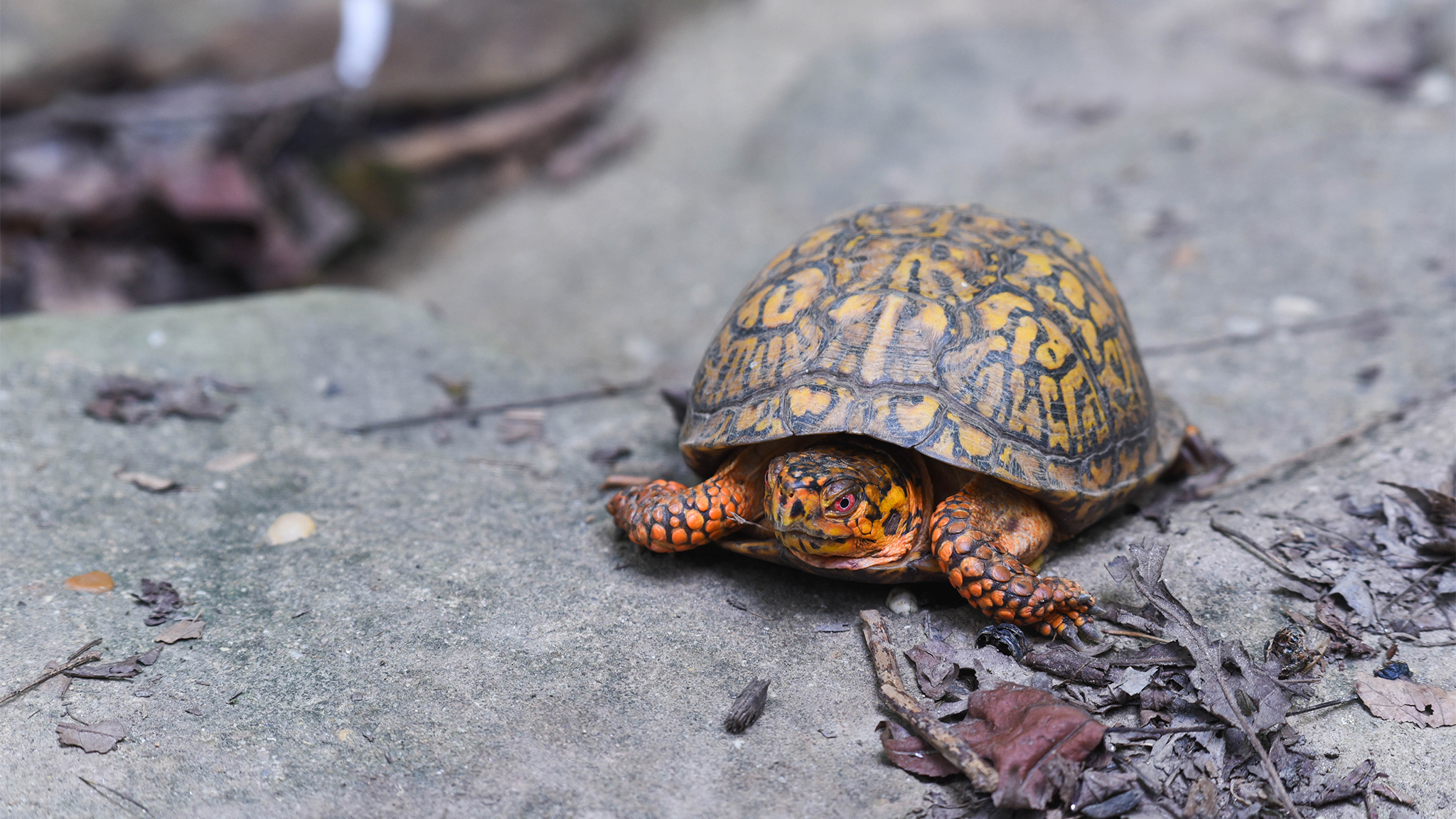 non native game species in maryland non native game species in maryland