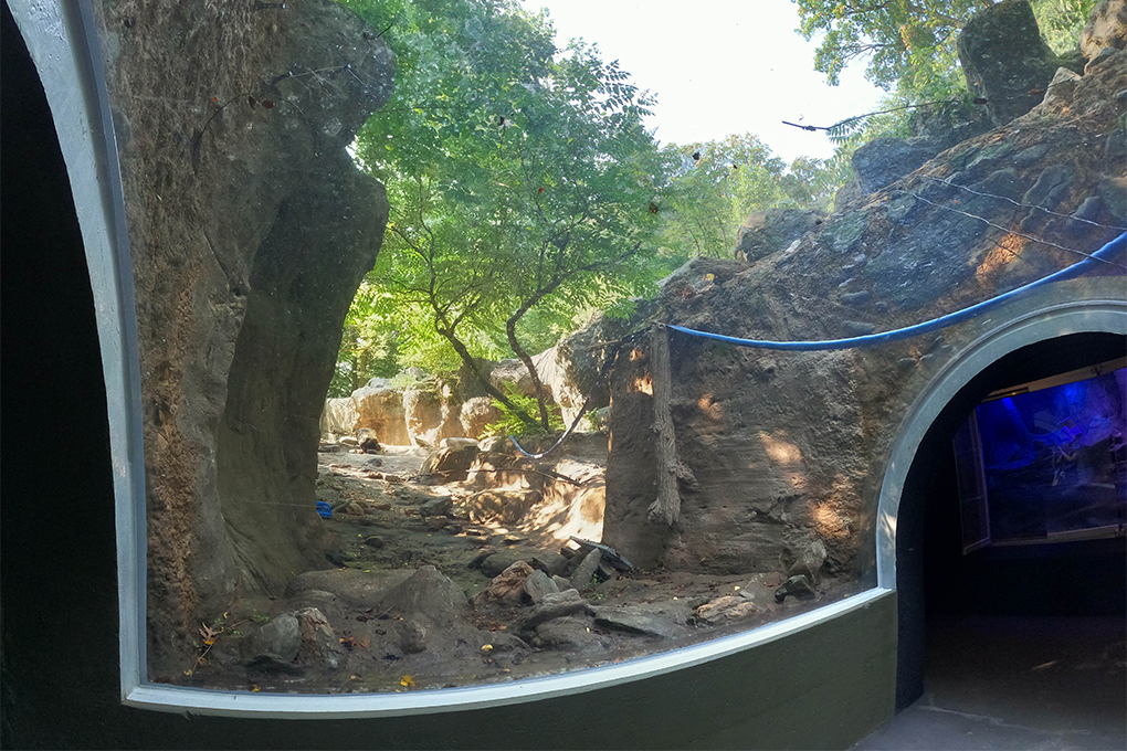 View inside a clear overhead glass tunnel looking at rocky pool area without water.