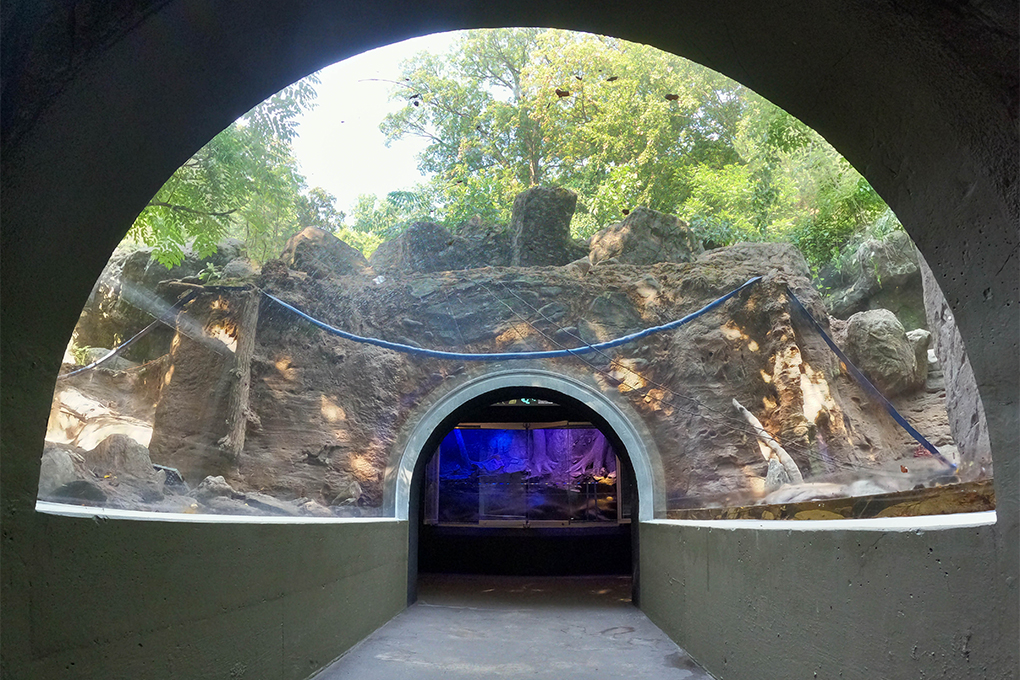 Clear overhead glass tunnel