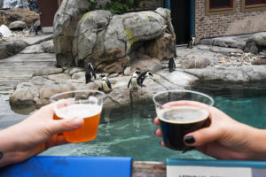 two hands holding beer cups in front of penguin habitat