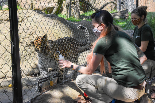 animal keepers training leopard