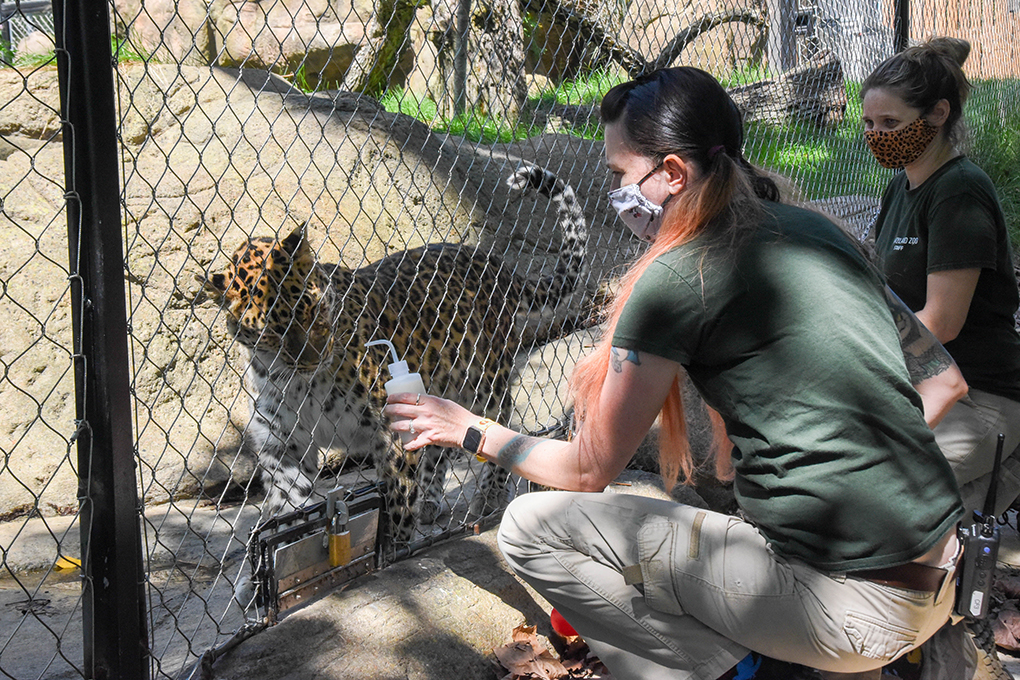 Maryland Zoo Prepares to Vaccinate Animals Against Covid-19 | The Maryland Zoo Maryland Zoo Prepares to Vaccinate Animals Against Covid-19 | The Maryland Zoo
