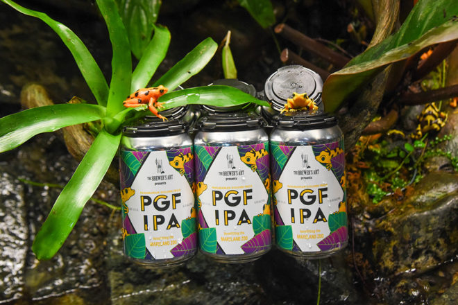 Panamanian golden frogs sitting on IPA six pack
