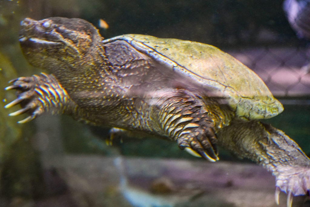 snapping turtle underwater