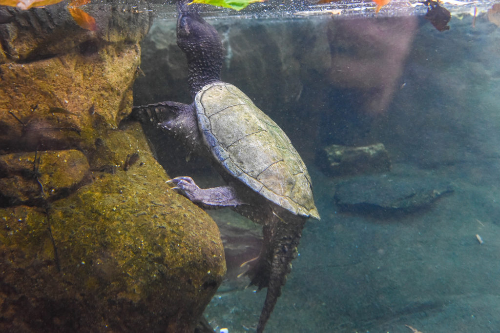 snapping turtle underwater background