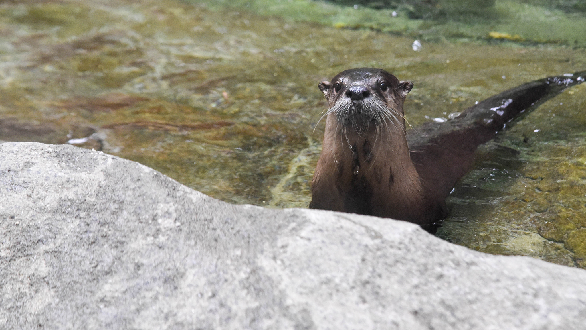 river otter