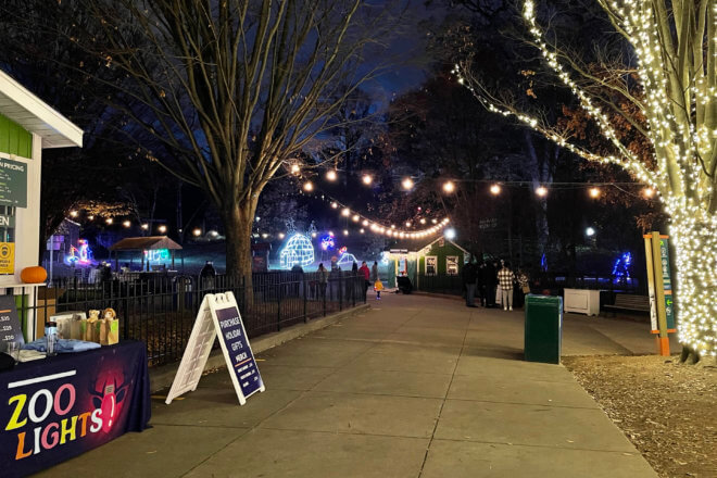 lit up pathway with zoo lights