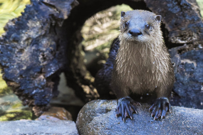 otter peeking out of a hollow log