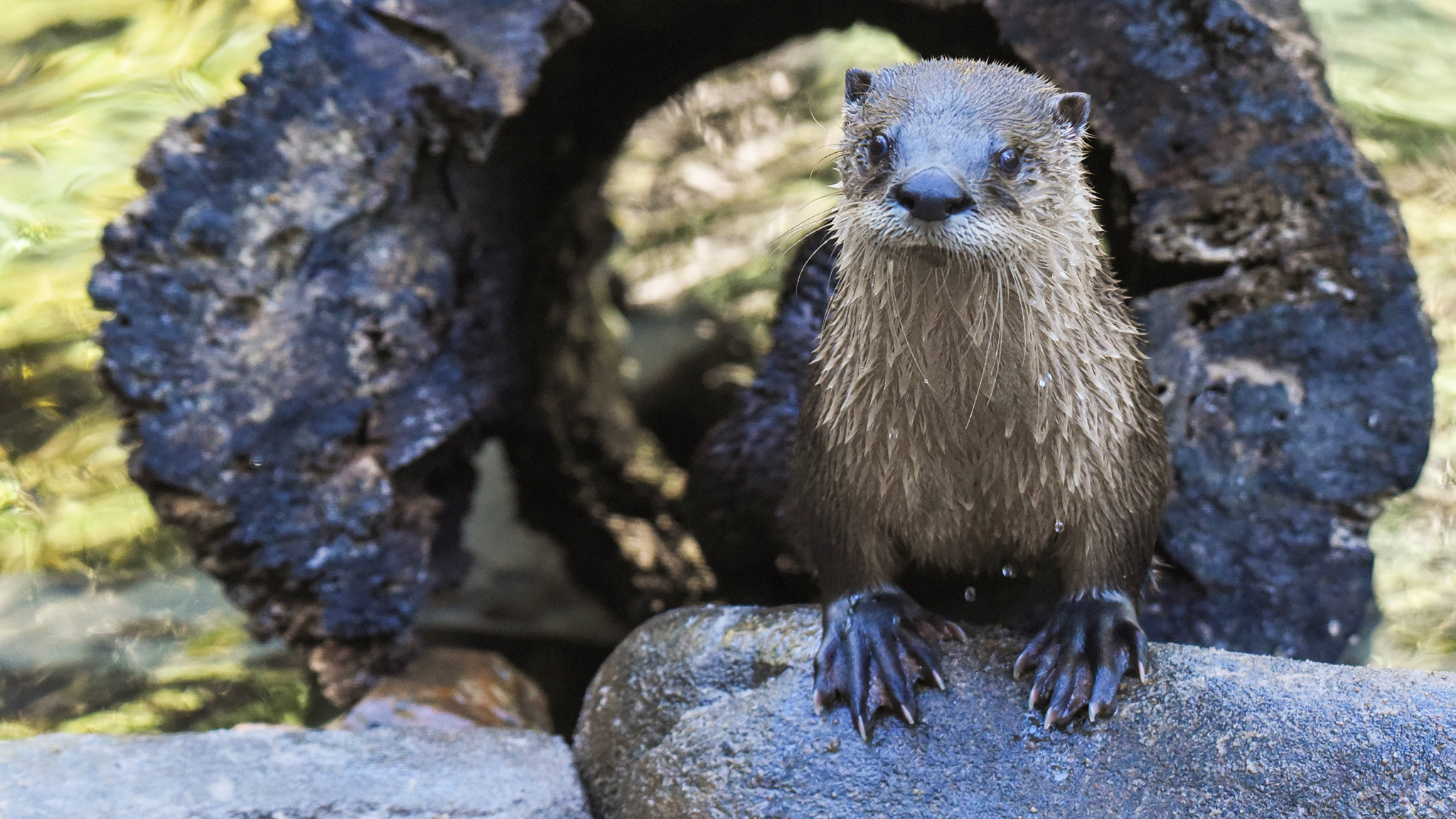 otter peeking out of a hollow log