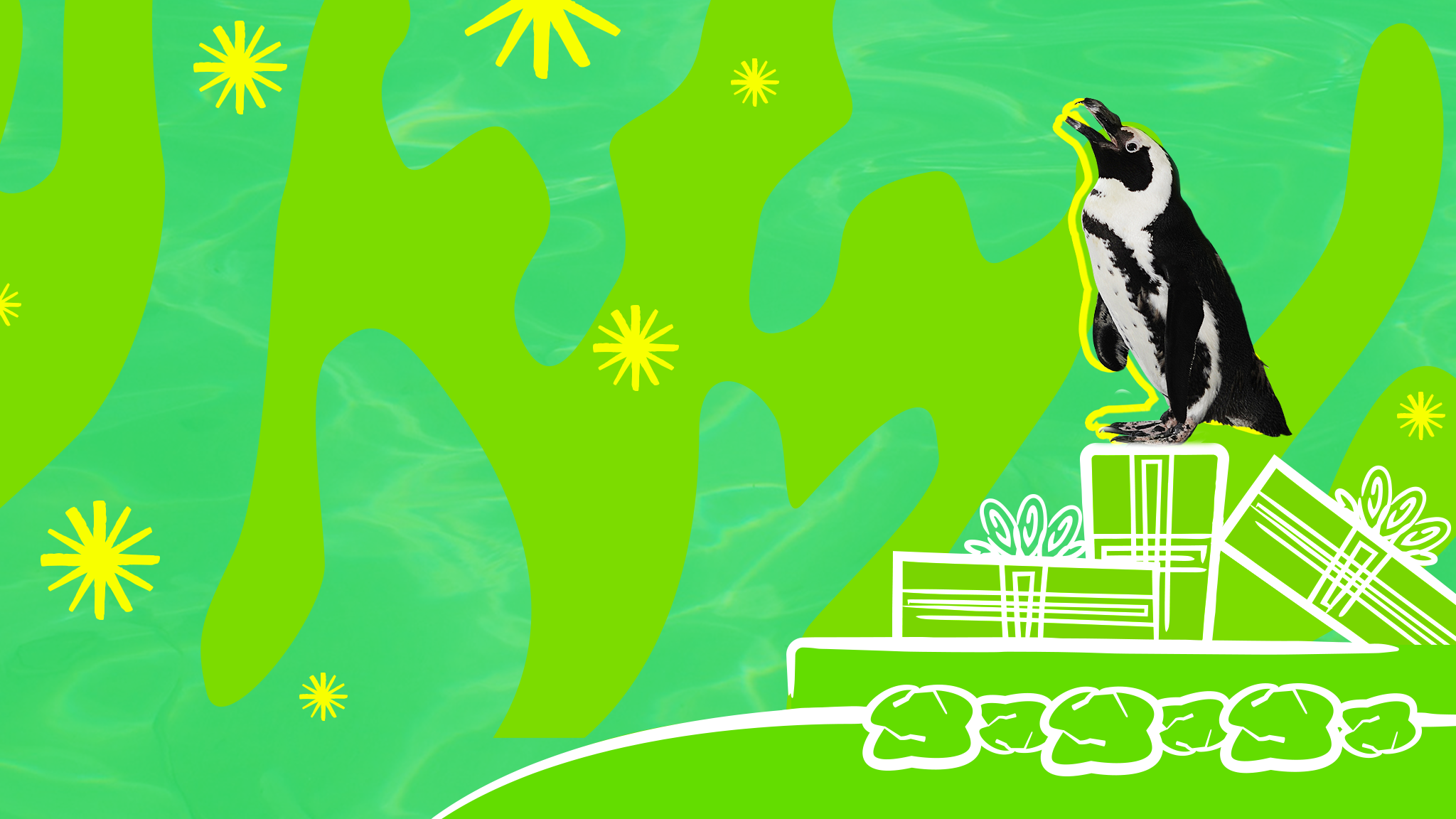african penguin