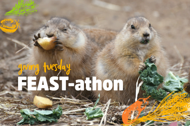 giving tuesday feast-athon