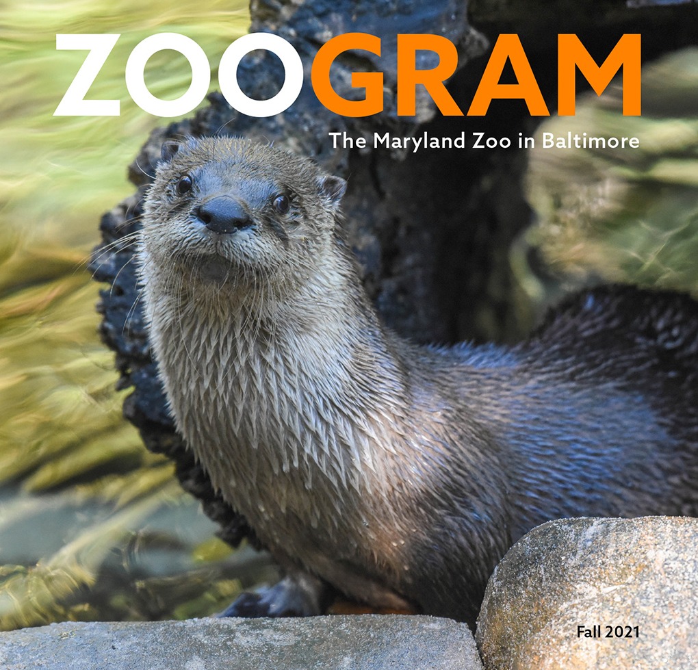 Magazine pdf zoo Zoo Magazine