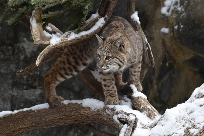 bobcat in snow