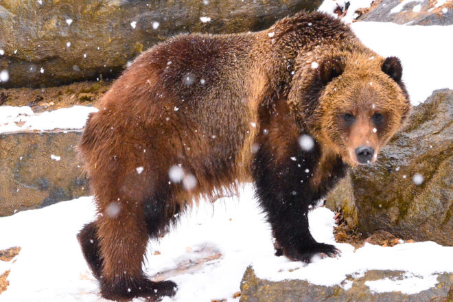 grizzly bear in snow