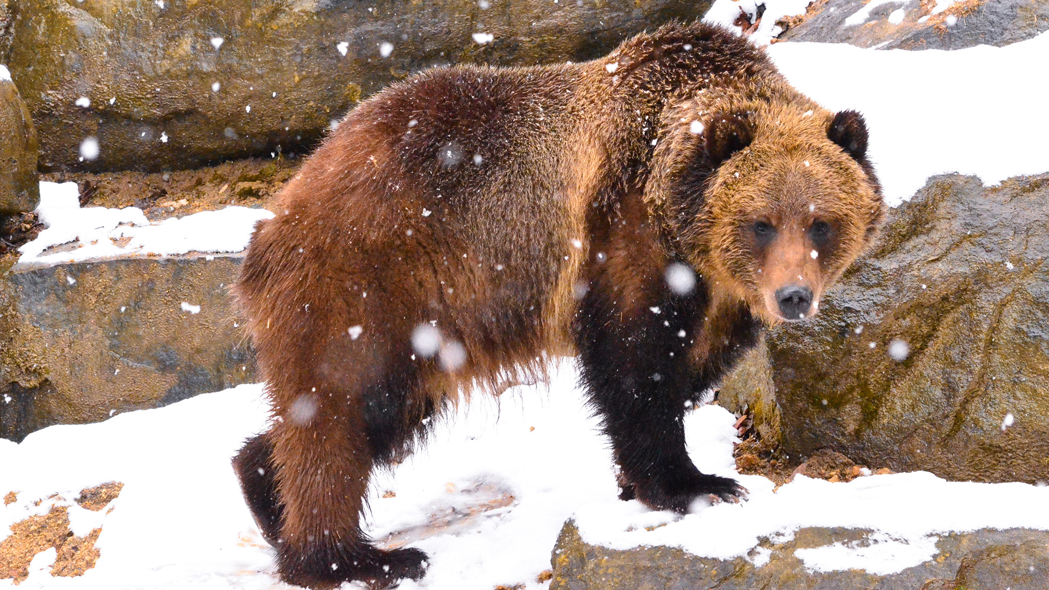 III. Factors Influencing Bear Hibernation Patterns