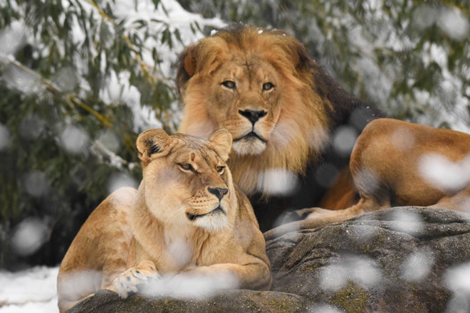 lions in snow