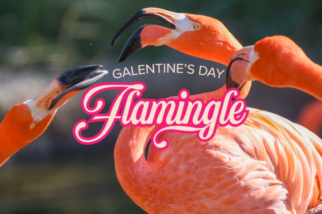 Galentine’s Day Flamingle image