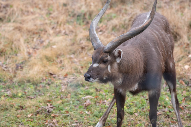 male sitatunga