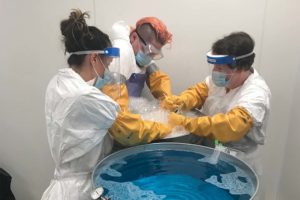 People wearing PPE washing a bird in a tub