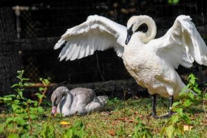 Adult and young trumpeter swan