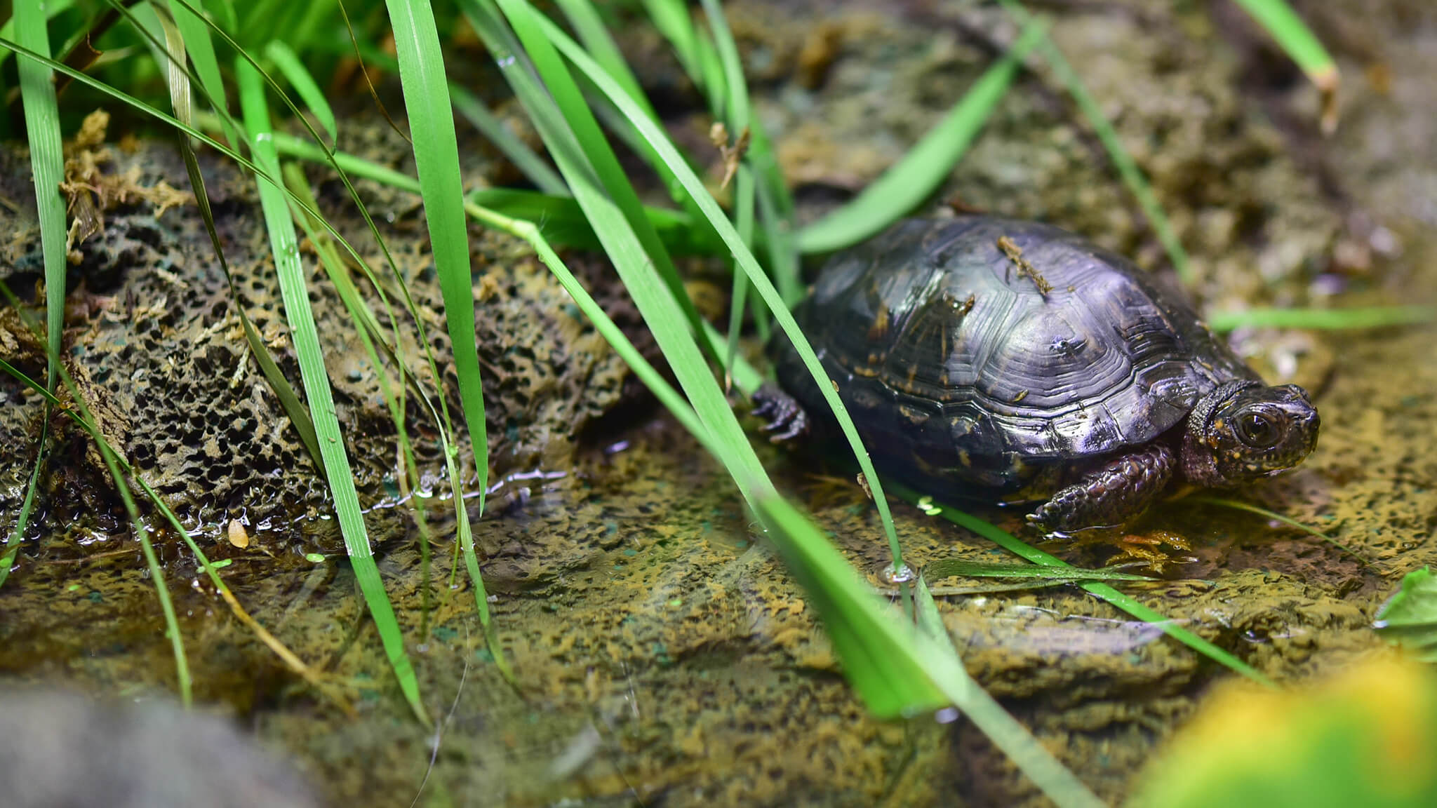 bog turtle in water