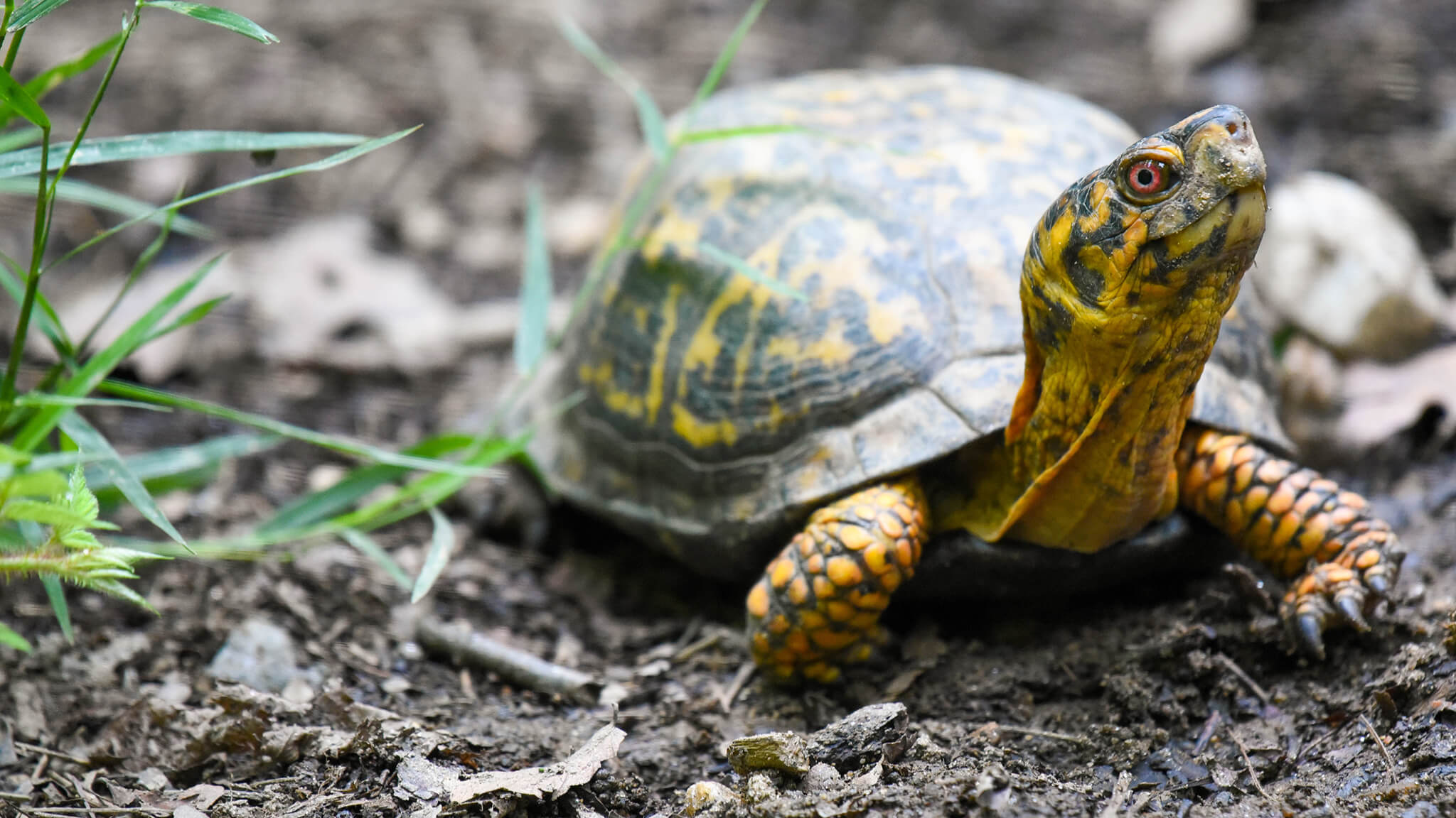 box turtle