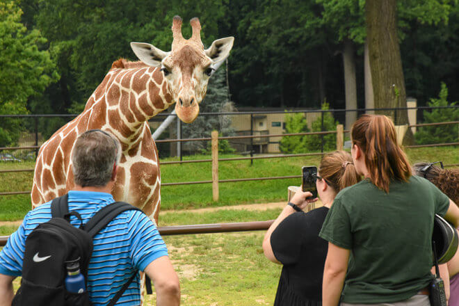 Giraffe Training image