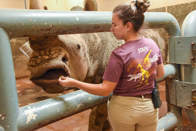 Rhino Training image